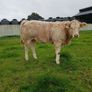 Show  type weanling Image 4