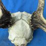 Deer skull and horns Image 6