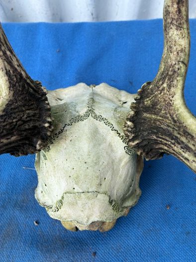 Deer skull and horns