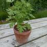 Lemon geranium Image 2