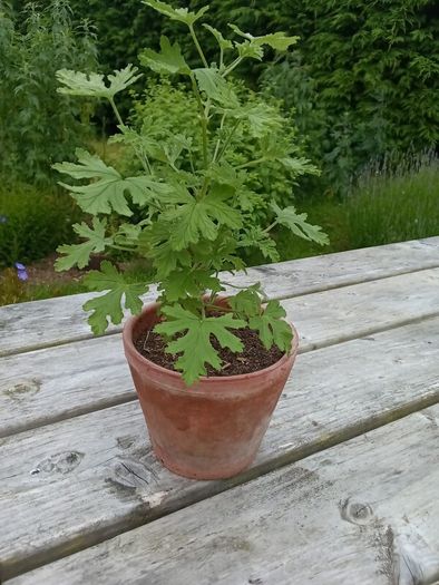 Lemon geranium