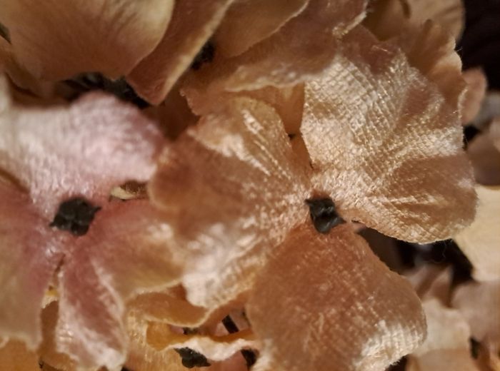 Velvet Hydrangeas