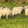 37 full symbol organic ram Aberfield cross ram lam Image 2