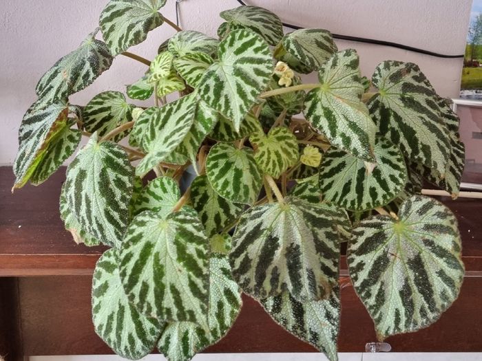 Begonia