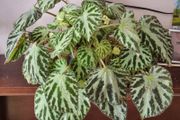 Begonia