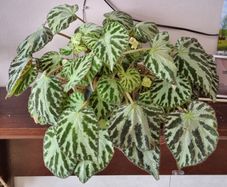 Begonia