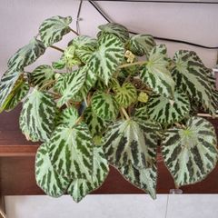 Begonia