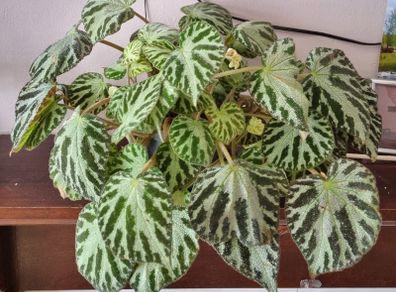 Begonia