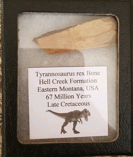 Dinosaur Fossils