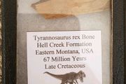 Dinosaur Fossils