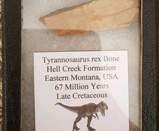 Dinosaur Fossils