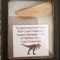 Dinosaur Fossils