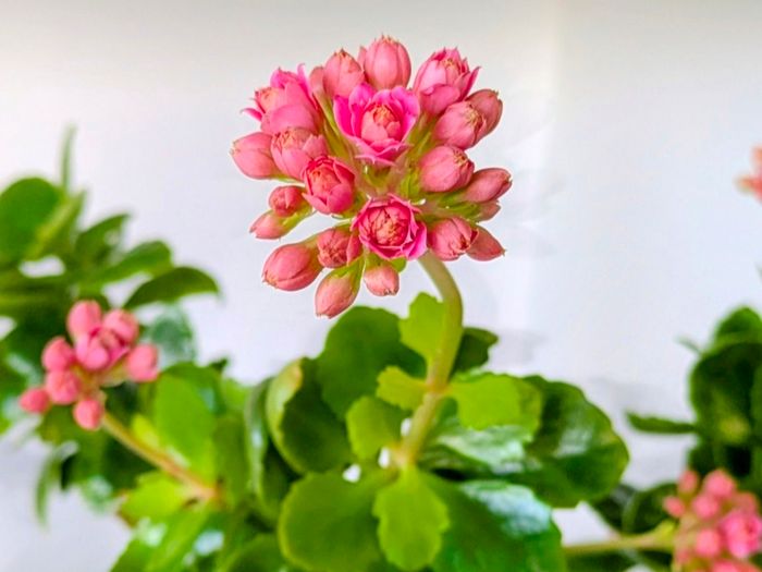 Kalanchoe indoor plants
