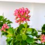Kalanchoe indoor plants Image 4