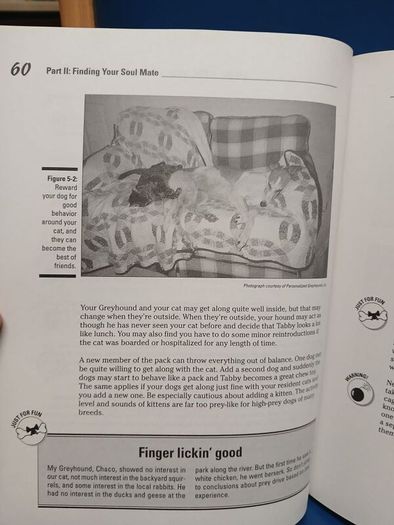 Retired Racing Greyhounds for Dummies