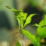 Aquarium Plants (Floating also) Image 2