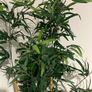 Fake Plant Bamboo tall Ikea Image 3