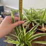 Bushy medium spider plant house plant Image 5