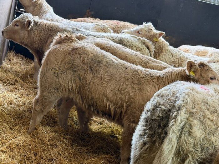 Charolais Bull Calves