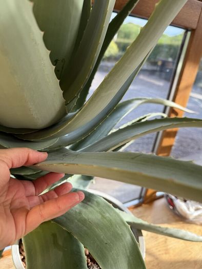 Aloe Vera Plant