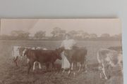Antique Unposted RPPC  Early 20th C. Rural Farming Scene, Elswick