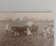 Antique Unposted RPPC  Early 20th C. Rural Farming Scene, Elswick