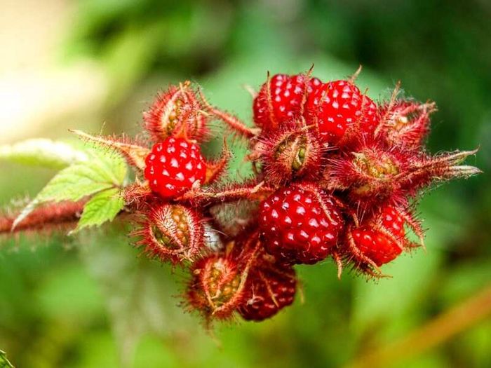 Wineberry Potted Plants
