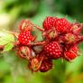 Wineberry Potted Plants Image 3
