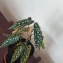 Begonia Maculata Polka Dot Begonia lovely healthy plant Image 3