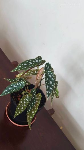 Begonia Maculata Polka Dot Begonia lovely healthy plant