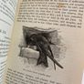 1891 The Natural History of Selborne Image 7