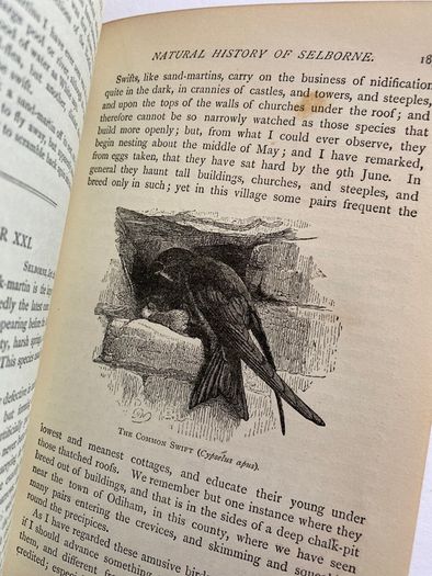 1891 The Natural History of Selborne