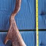 Natural Antlers Image 2