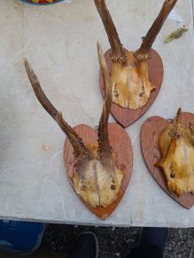 hunting trophy