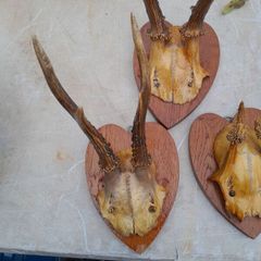 hunting trophy