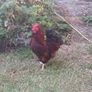 Call ducks, bantom chicks and roosters for sale Image 8