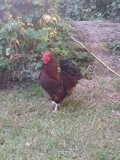 Call ducks, bantom chicks and roosters for sale