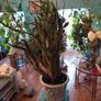 Plant Cactus Image 2