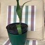 cactus plant Image 5