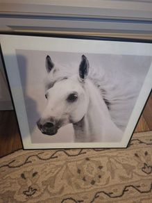 horse picture