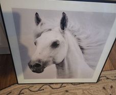 horse picture