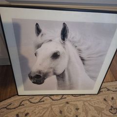 horse picture