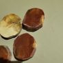 Petrified wood slices Image 4