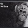 1979 Jersey Wildlife Presentation Trust Commemorative Stamps Presentation Pack Image 2