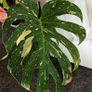 Very large Monstera Thai Constellation plant Image 6