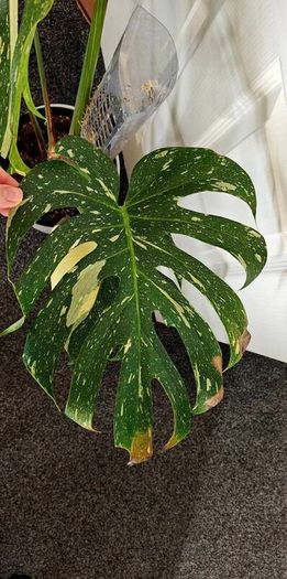 Very large Monstera Thai Constellation plant