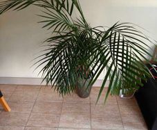 Indoor palm plant