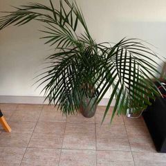 Indoor palm plant