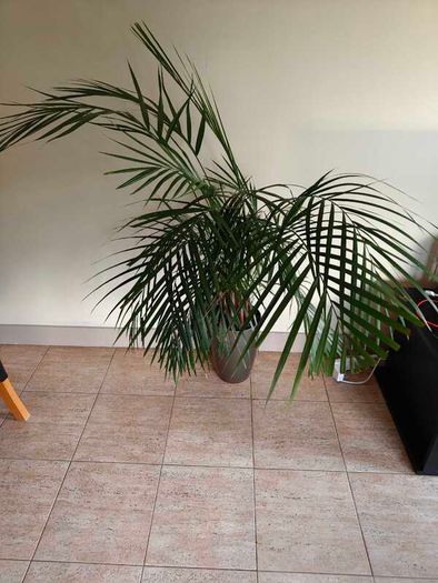 Indoor palm plant