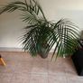 Indoor palm plant Image 2